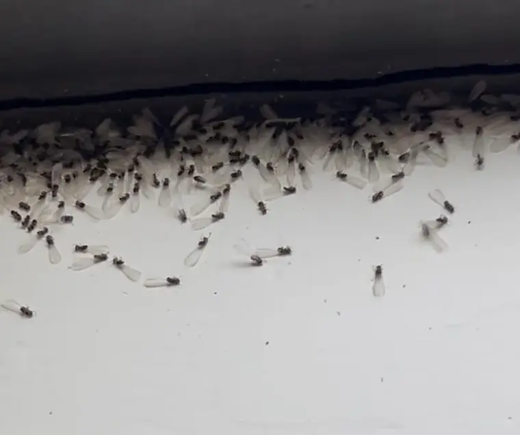Redd Pest Control field work 3